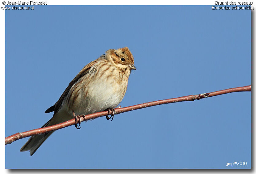 Common Reed Bunting