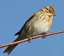 Common Reed Bunting