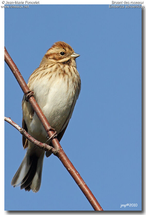 Common Reed Bunting