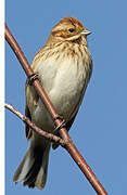 Common Reed Bunting