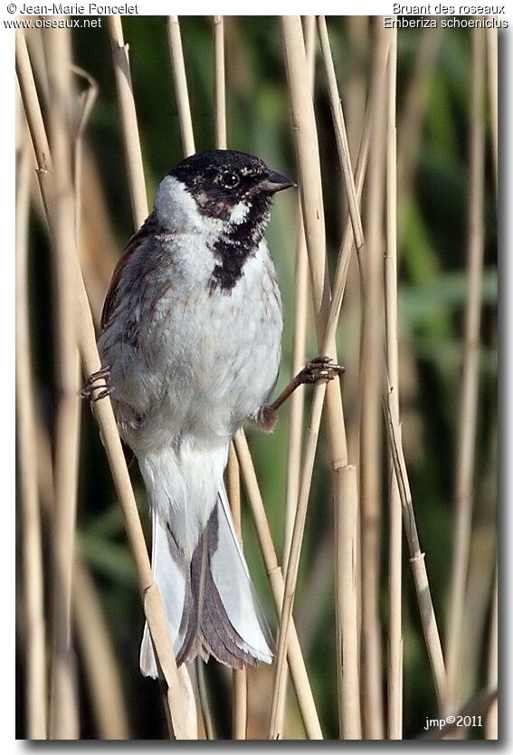 Common Reed Bunting