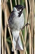 Common Reed Bunting