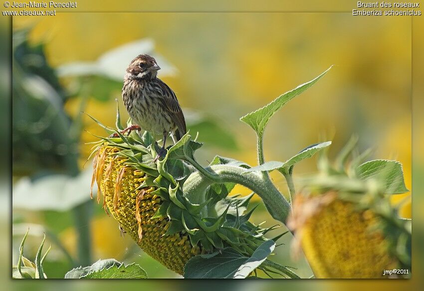 Common Reed Bunting