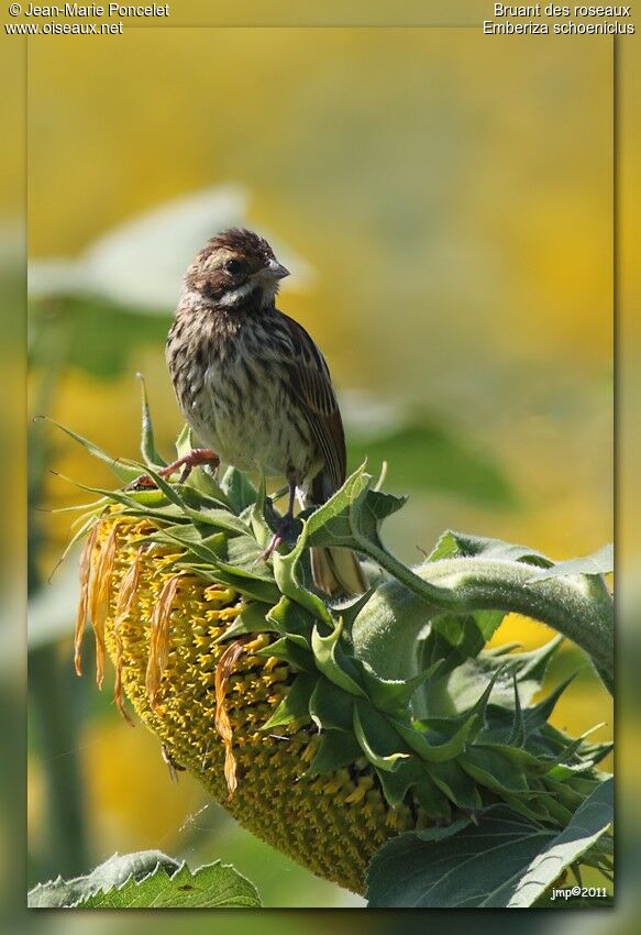 Bruant des roseaux