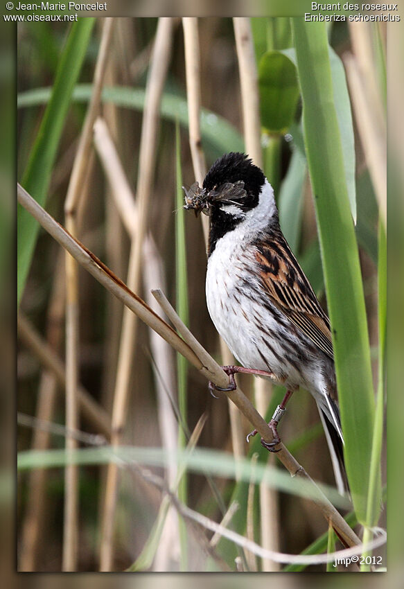 Common Reed Bunting