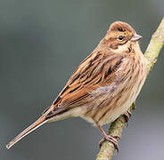 Common Reed Bunting