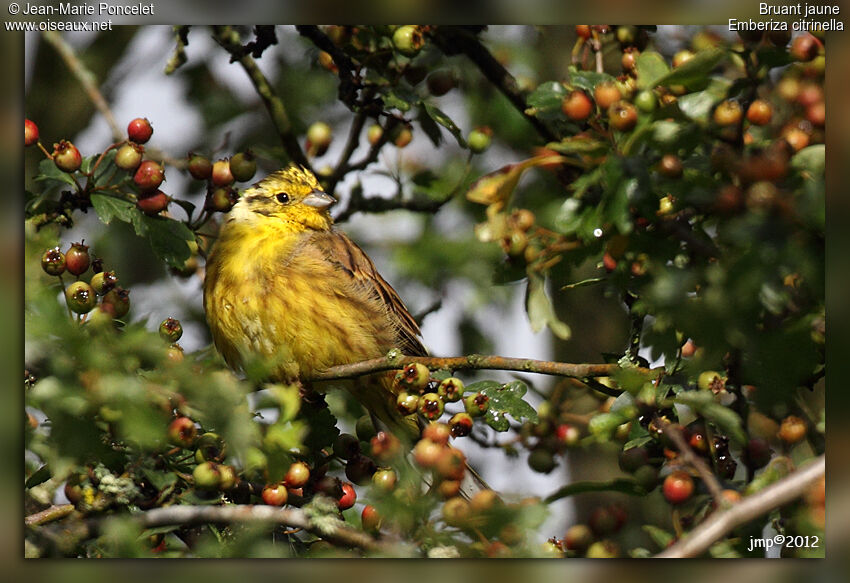 Yellowhammer