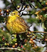 Yellowhammer