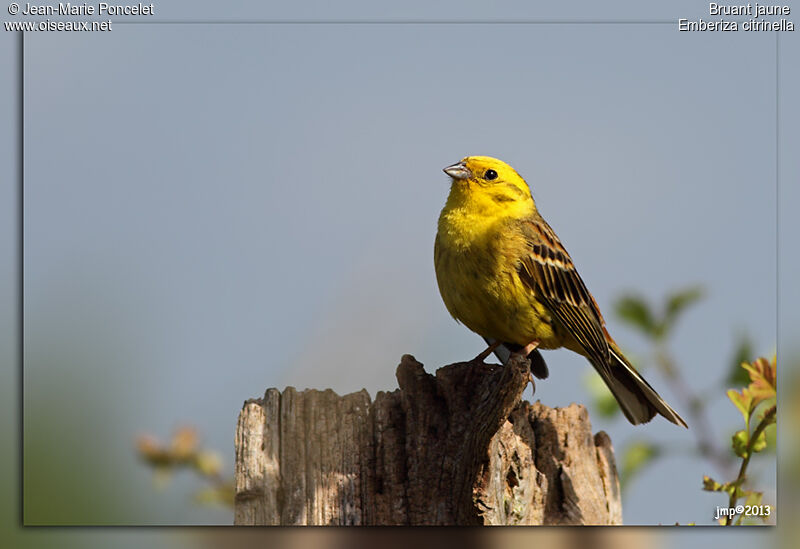 Yellowhammer