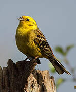 Yellowhammer