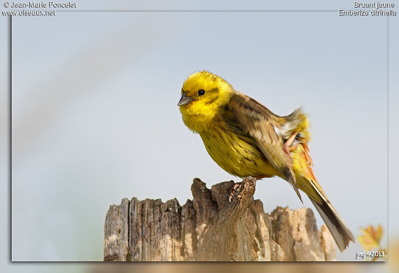 Bruant jaune