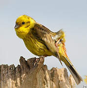 Yellowhammer