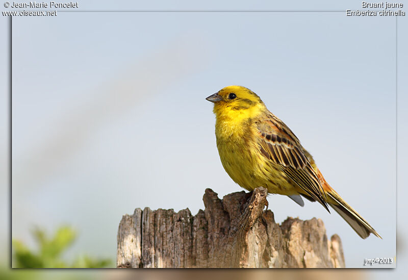 Bruant jaune