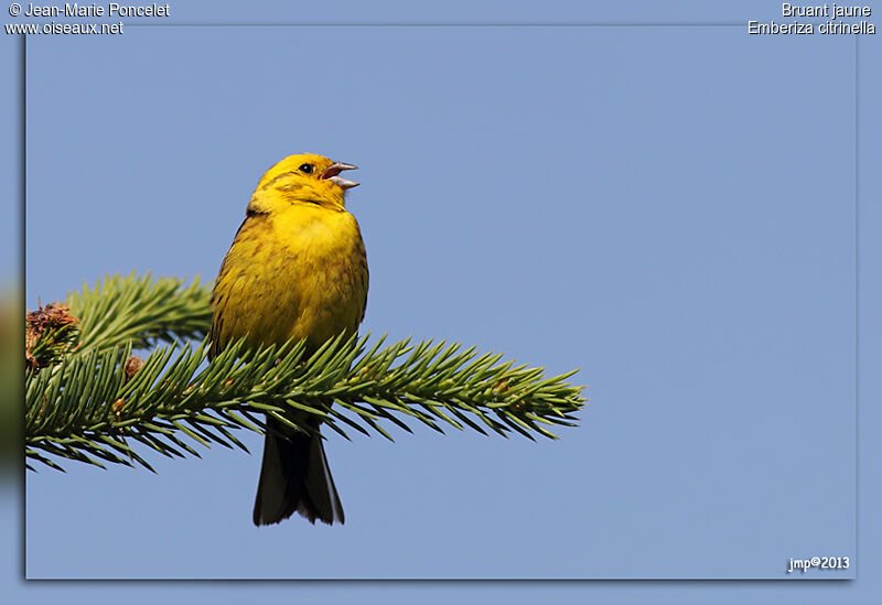 Bruant jaune