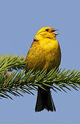 Yellowhammer