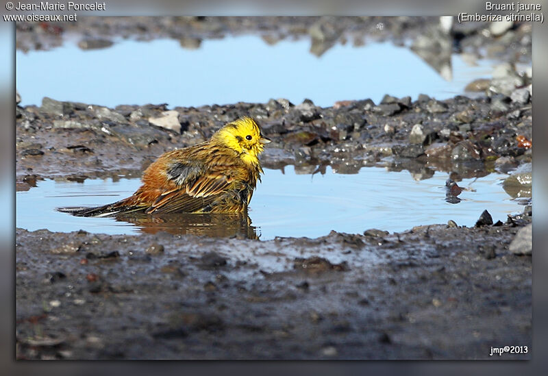 Yellowhammer male