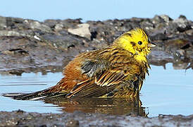 Yellowhammer