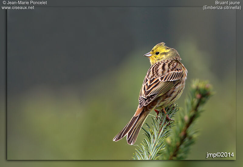 Bruant jaune