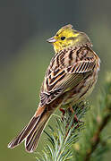 Yellowhammer