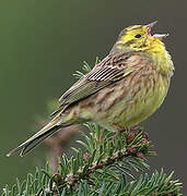 Yellowhammer