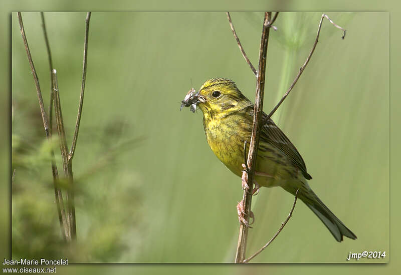 Bruant jaune