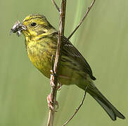 Yellowhammer