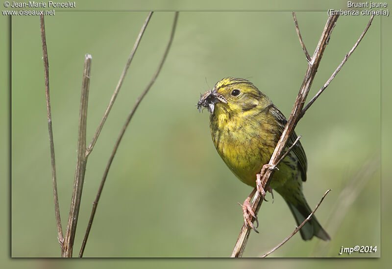 Bruant jaune