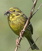 Yellowhammer