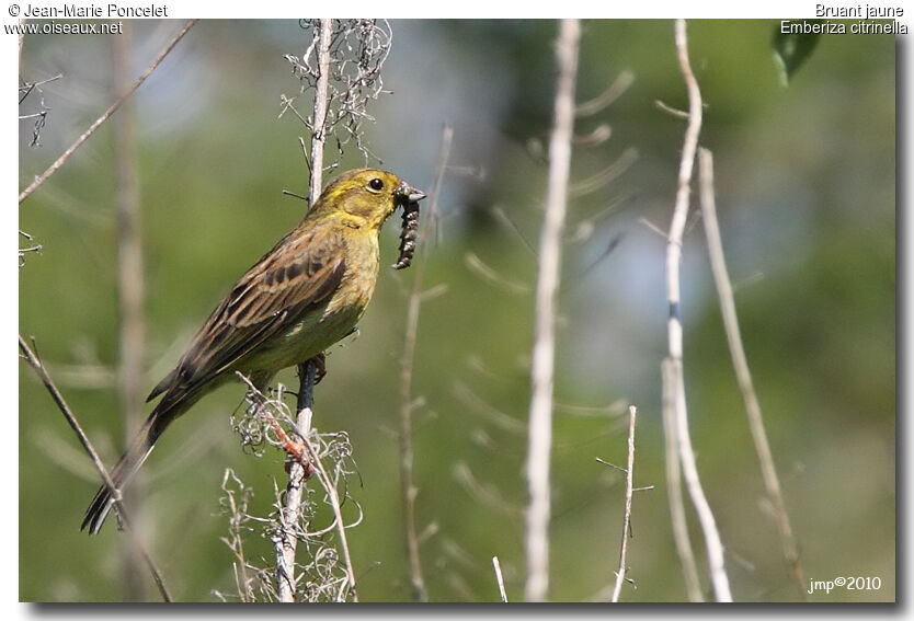 Bruant jaune femelle