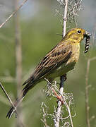 Yellowhammer