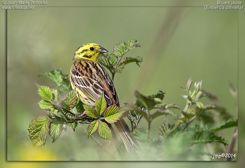 Bruant jaune