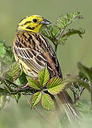 Yellowhammer