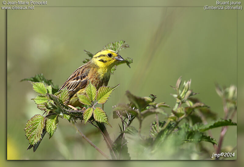 Bruant jaune