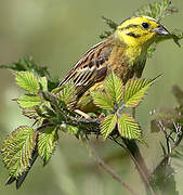 Yellowhammer