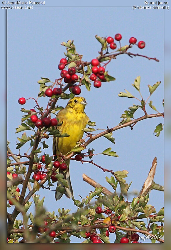 Bruant jaune