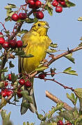 Yellowhammer