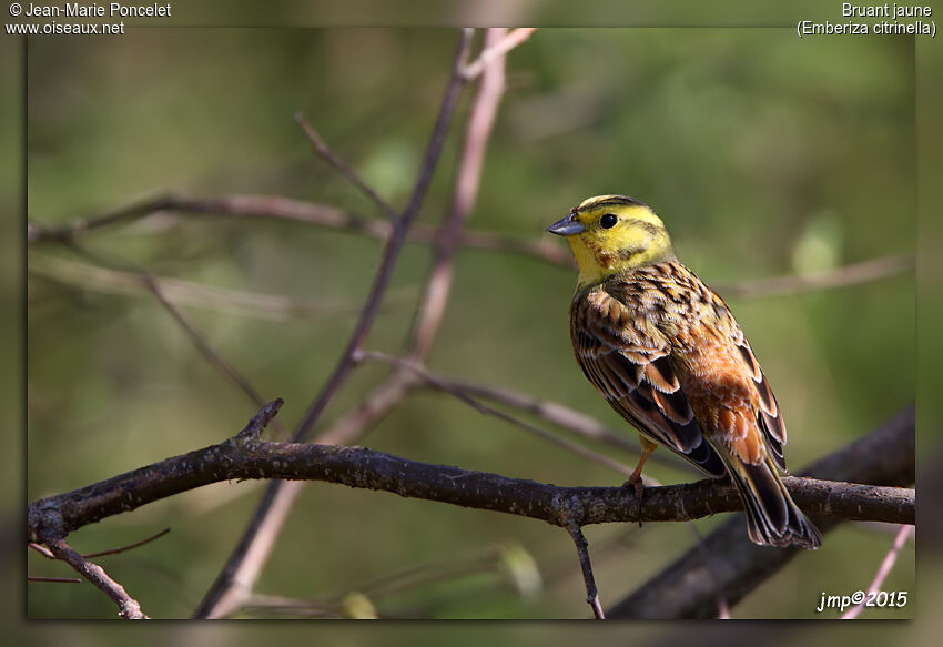 Bruant jaune