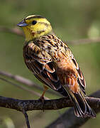 Yellowhammer