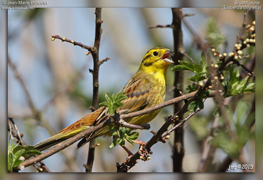 Bruant jaune