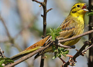 Bruant jaune