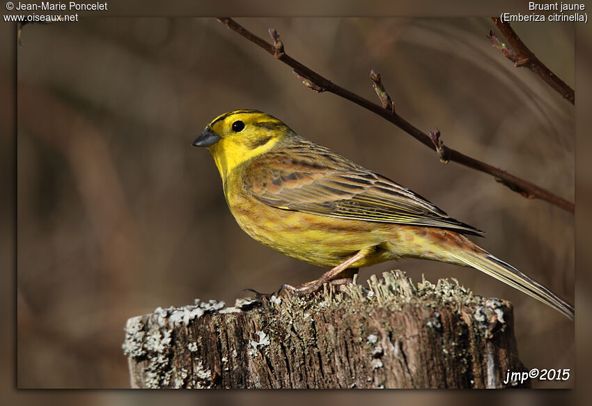 Bruant jaune