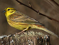 Yellowhammer