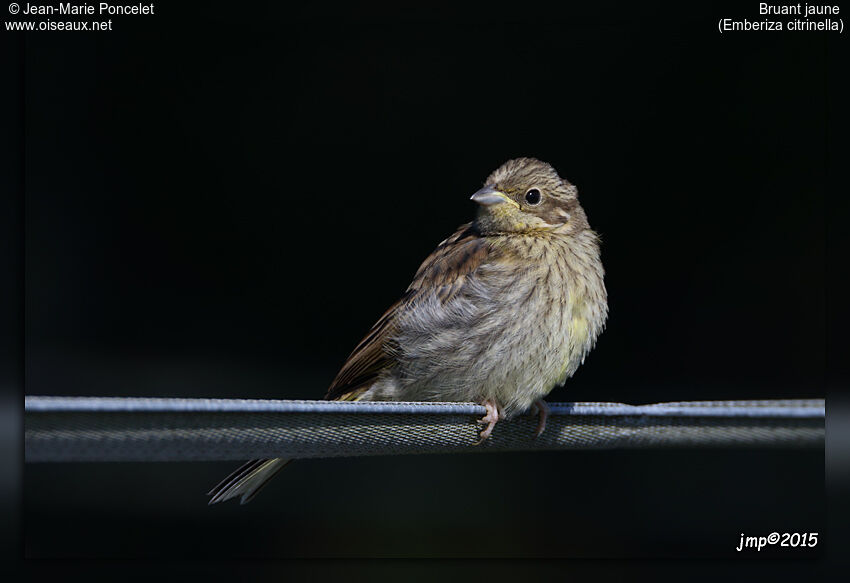 Yellowhammer