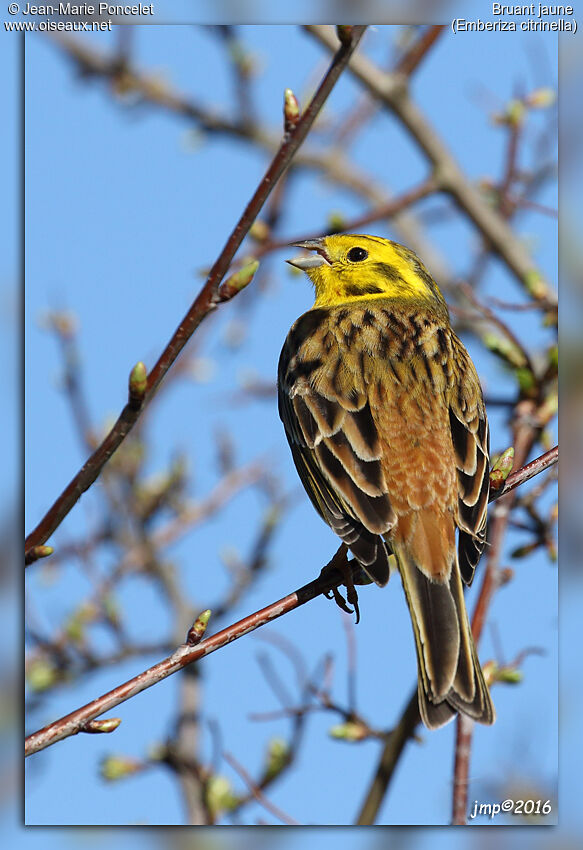 Bruant jaune