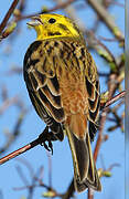 Yellowhammer