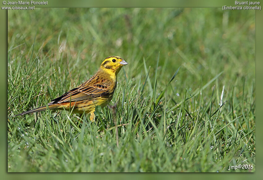 Bruant jaune mâle