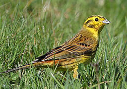 Yellowhammer