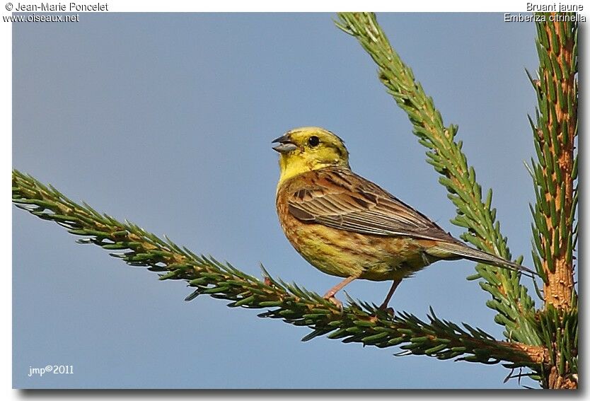 Bruant jaune