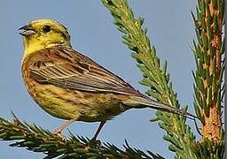 Yellowhammer