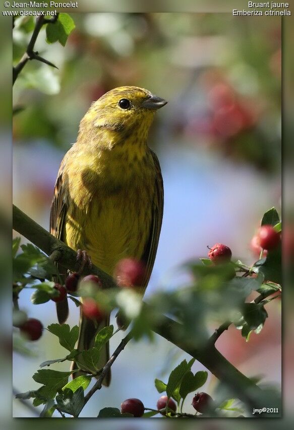 Bruant jaune